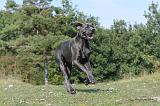 DOGUE ALLEMAND 029
